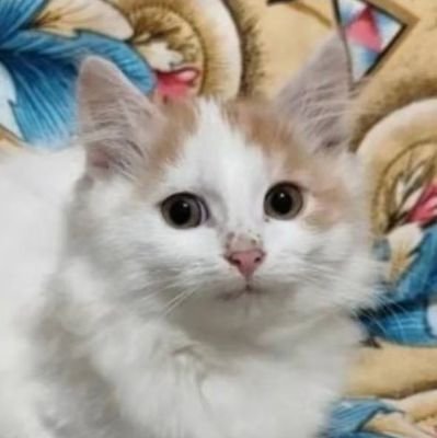 pipakott's profile picture. (( 19 y.o // any pronouns // rus/eng // 🏳️‍🌈 ))              
I rarely post anything. I mainly repost hxh(priority killugon)