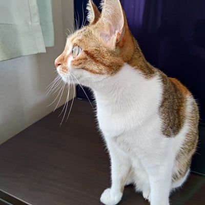 Linnel1001's profile picture. 猫好き（サムネは可愛い愛猫です）
アニメ声優オタ
コスプレ女子もかわいい！カッコいい！😊