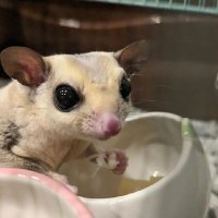๐ใใฃใกใใ๐ (@_y_o_s_h_i_m) 's Twitter Profile