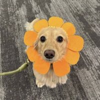 Els🌻 (@elsacabaleiro) 's Twitter Profile