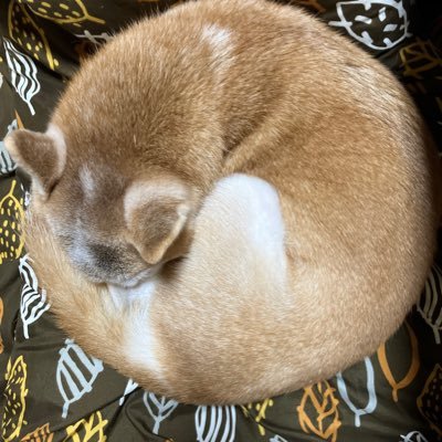 chikichiki320's profile picture. 生意気で食いしん坊の柴犬の女の子 モコ🐕と暮らしていました。 3月25日に虹の橋🌈を渡りました。