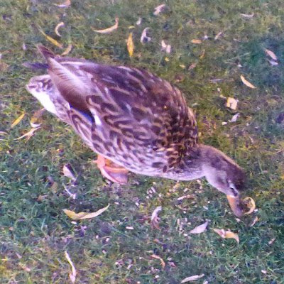SFDailyVlog's profile picture. 