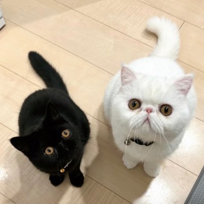 kotekage2011's profile picture. エキゾチックショートヘアの白いのと黒いの