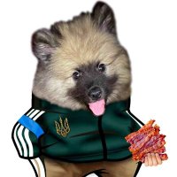 Fred Bacon 🇺🇸🇺🇦 (@fredbacon18) 's Twitter Profile
