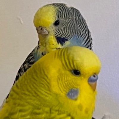 We are 2 budgies who live with The Millet Man …. oh, and Barney and Finian George and Ringo ….…. #ZSHQ. NO DMs or politics PLEASE ! ……RIP BILLY 💔 #TheBeatles