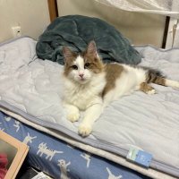 ひかる (@cb400fourrrr) 's Twitter Profile