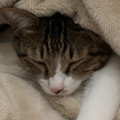 オレンジにゃんこ速報というネットの色々な情報を記事にしたブログを運営しています。積極的にリフォローします。よろしくお願いします。
