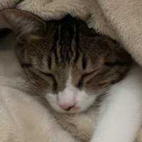 orangenyanko (@orangenyan4911) Twitter profile photo