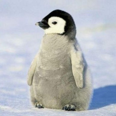 alerjxm's profile picture. 신작에서 애정캐가 18년만에 재등장해서 햄볶한 똥퍼. 가아아아끔 그림 올림