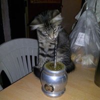 mate de limón (@fresadelimonnn) 's Twitter Profile