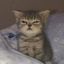 ssssorvete's profile picture. Comer bolo e sorvete.