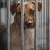 Teresa Navarro (@adoptagc2024) Twitter profile photo Teresa Navarro (@adoptagc2024) Twitter profile photo