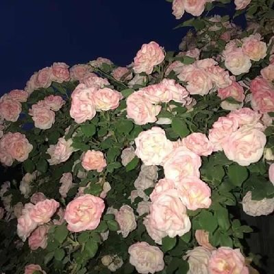 cnxsb122006's profile picture. 出闲鱼套路来的原，各年龄段都有，心动不如行动。