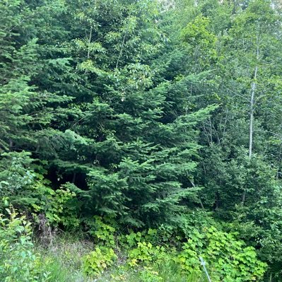 NabroJT's profile picture. 