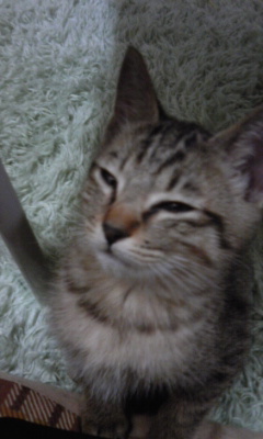 11Momotan's profile picture. ネコ