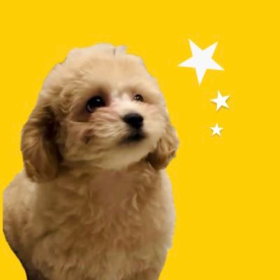 lili_pkpp0420's profile picture. ペキプー×トイプードルのミックス犬。お互いにハッピーで埋め尽くしていこうね。🎂𝟐𝟎𝟐𝟒.𝟎𝟒.𝟐𝟎
