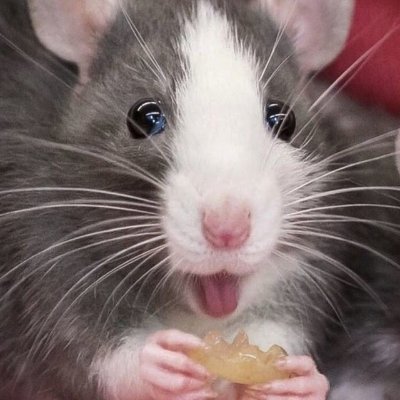 Tard Rat's Art & Memesさんのプロフィール画像