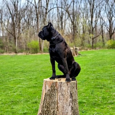 Tim07154254's profile picture. AMERICA 1ST! End all wasteful government spending, including all 50 states. Rebuild our infrastructure. ICE supporter.  Engaged to a beautiful Filipino woman.