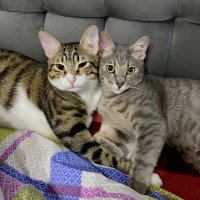 Pera & Lila (@peraliila) 's Twitter Profile Photo