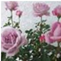 nigh (@nighb) 's Twitter Profile