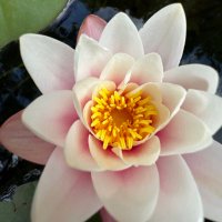 natureXmacro (@naturexmacro) 's Twitter Profile