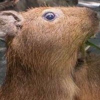 capy soft (@capysoft) 's Twitter Profile