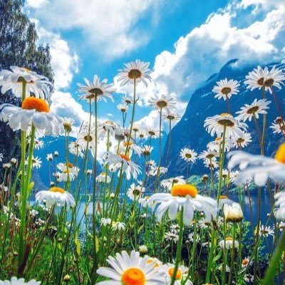 MozanSarah's profile picture. 