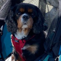 Sterling (@sterling_r287) 's Twitter Profile