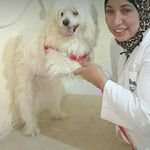 ياسمين سرير (@yasmeen_abed66) 's Twitter Profile