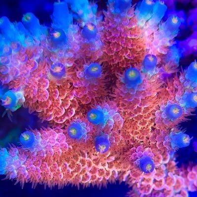 We Design, Build, Install, and Maintain all Types of Aquariums. provide High-quality equipment, supplies, fish, corals, and invertebrates with affordable prices