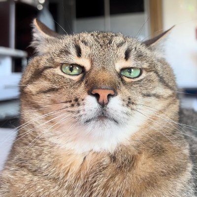 cato_pixel's profile picture. 💻 making bugs since forever