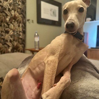 Just an Italian Greyhound opining on politics and matters of social discourse
#MakeIggysGreatAgain