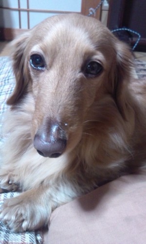 haiji_dx7's profile picture. 