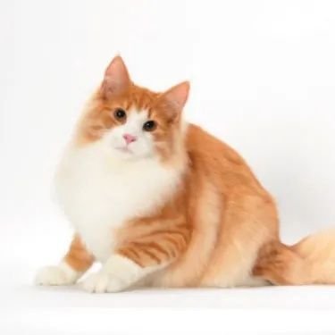 athingindeed's profile picture. meow meow meow meow meowㅤㅤ