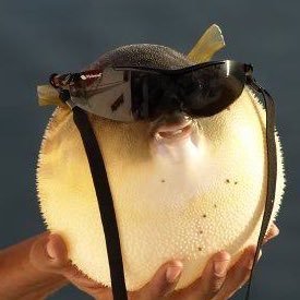 guilleytv's profile picture. 