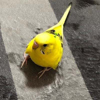 なけなし豆腐さんのプロフィール画像