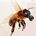 BeekeeperNationalist (@bee12beekeeper) Twitter profile photo BeekeeperNationalist (@bee12beekeeper) Twitter profile photo
