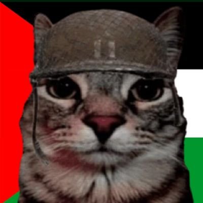 elonhasankles's profile picture. ******!!! WHAT THE ****** ARE WE DOING HERE?! WHAT A STUPID ACTION! I'm going home. ****** YOU! | INTP