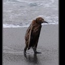 Sharon Carlyle - @shazgemini - Twitter