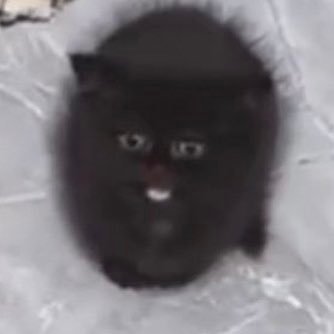 traashtan's profile picture. 