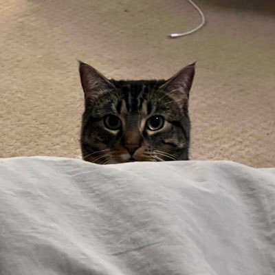 psukobruh's profile picture. fdps ow