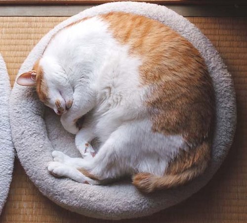 zxc000058's profile picture. #茶魚飯後