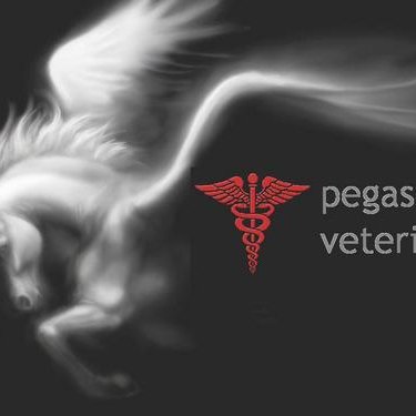 pegasos veteriner pegasosvet twitter