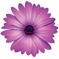 Institut Botànic de Barcelona (@ibb_botanic) 's Twitter Profile Photo Institut Botànic de Barcelona (@ibb_botanic) 's Twitter Profile Photo