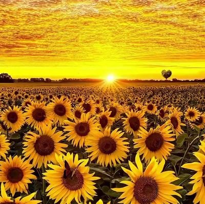 serenad0204's profile picture. Ramazan Tazecan 18 yıllık  matematik öğretmeniyim dersane öğretmeniyim irem yayınları soru yazarıyım.