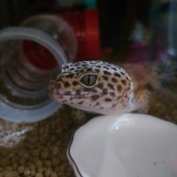 ひーな (@ghgsacmaw) 's Twitter Profile