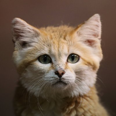 sharif_1dx2's profile picture. シャリフ・スペシャル！