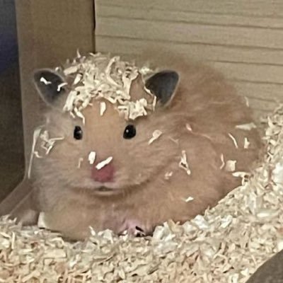 1ofonegirl's profile image
