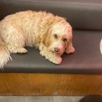 Tahobeeyy (@kavuncutaho) Twitter profile photo