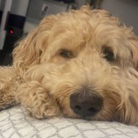 NellieGsChild (@gs_child) 's Twitter Profile Photo